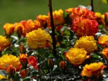 安阳市滑县森林公园月季花开放，赏花打卡正当时