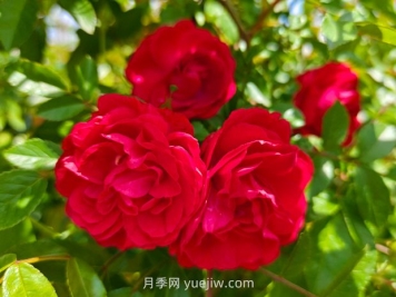 月季红木香爆花机器，花艳丽花量大花期长