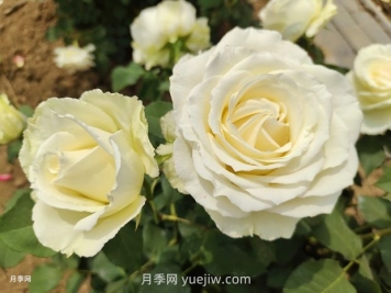 十一朵白玫瑰的花语和寓意