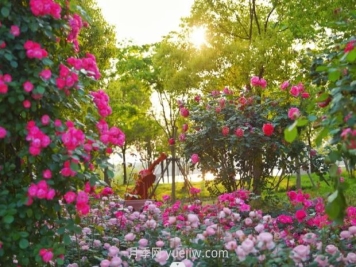 上海前滩休闲公园，月季花海盛景等你赏